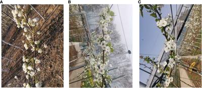 Multi-scenario pear tree inflorescence detection based on improved YOLOv7 object detection algorithm